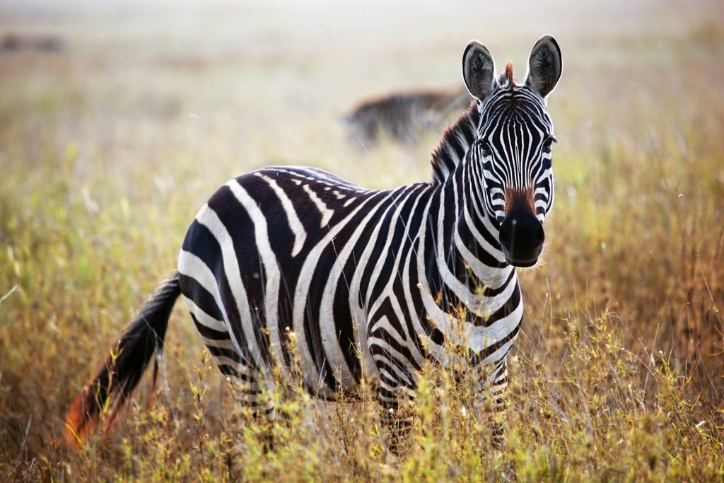 Confira algumas curiosidades sobre animais e se surpreenda