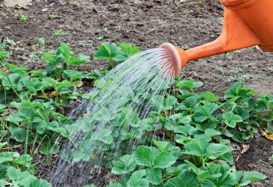 Coletor De Gua De Chuva Ajuda A Reduzir Conta Pela Metade Pensamento