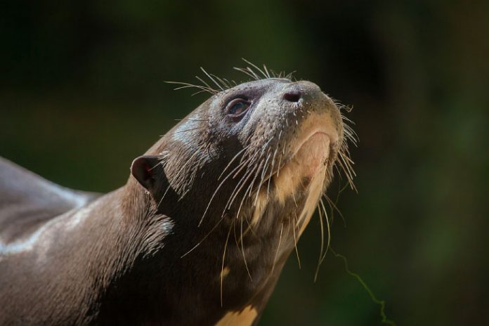 Animais em extinção no Brasil Pensamento Verde