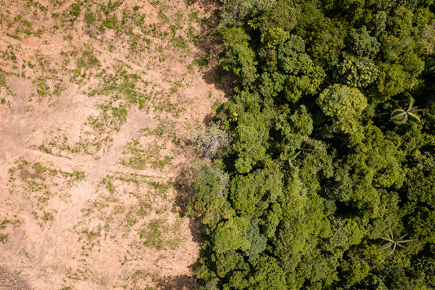 Bacia Do Rio Doce Sofre Desmatamento De 1 857 Hectares De Mata