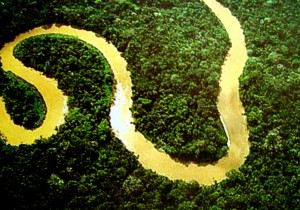 Floresta AmazônicaFoto por: lubasi