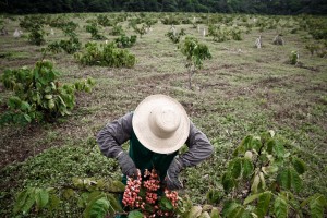 Projeto Guaraná Sustentável