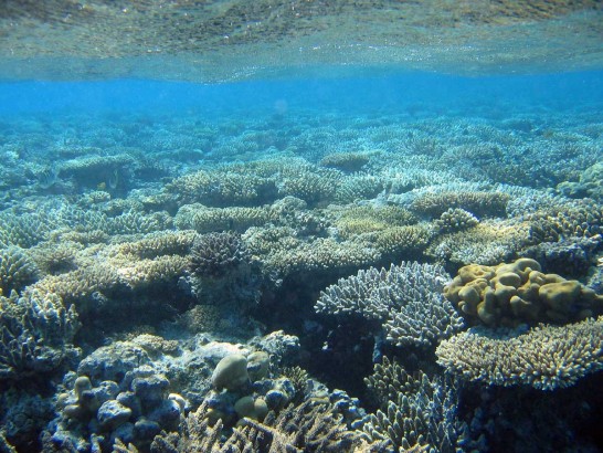 Coral de água doce