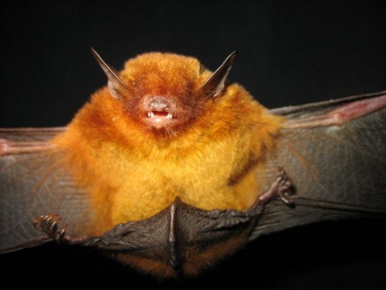 Morcego Vermelho