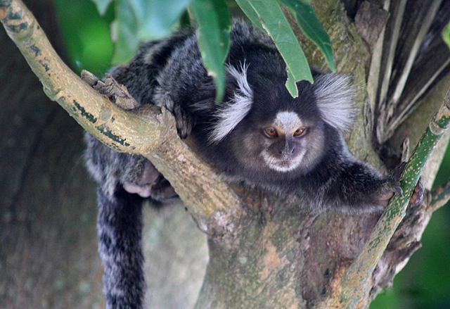 Macaco sagui em estado selvagem em são paulo brasil