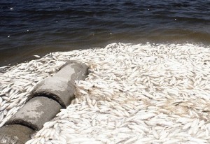 peixes mortos pela eutrofização