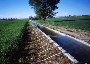 Irrigação por gotejamento