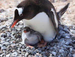 Pinguim-gentoo (Pygoscelis papua)