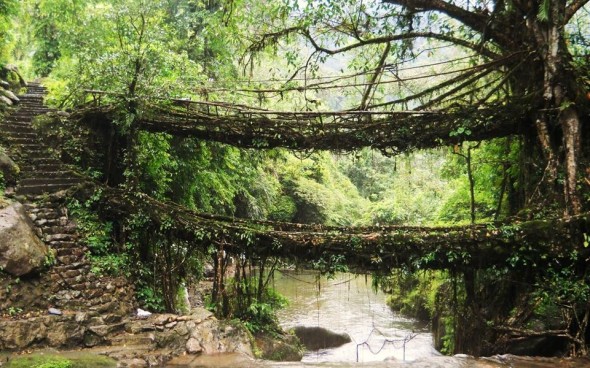 Ponte feita de raiz de planta