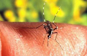 Mosquito da dengue - Aedes Aegypti