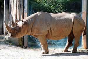 Rinoceronte negro extinto. Foto: joachim_s_mueller