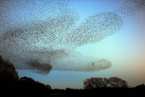 Migração dos pássaros