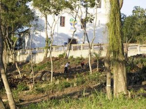 Árvores no terreno da Paróquia de São Sebastião de Itaipu