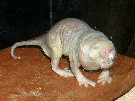 Rato-toupeira-pelado