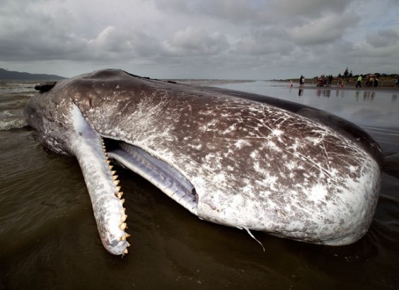 Baleia na costa de Gana mg1