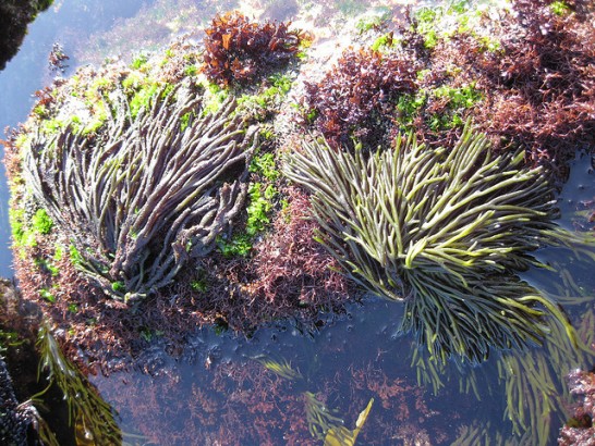 Algas marinhas