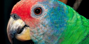 Papagaio-de-cara-roxa