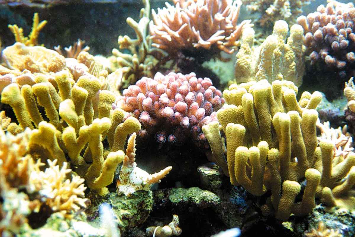 Кишечнополостные водоросли. Коралловые полипы рифы. Коралловые полипы (Anthozoa). Морская губка коралловый риф. Морские губки полипы кораллы.