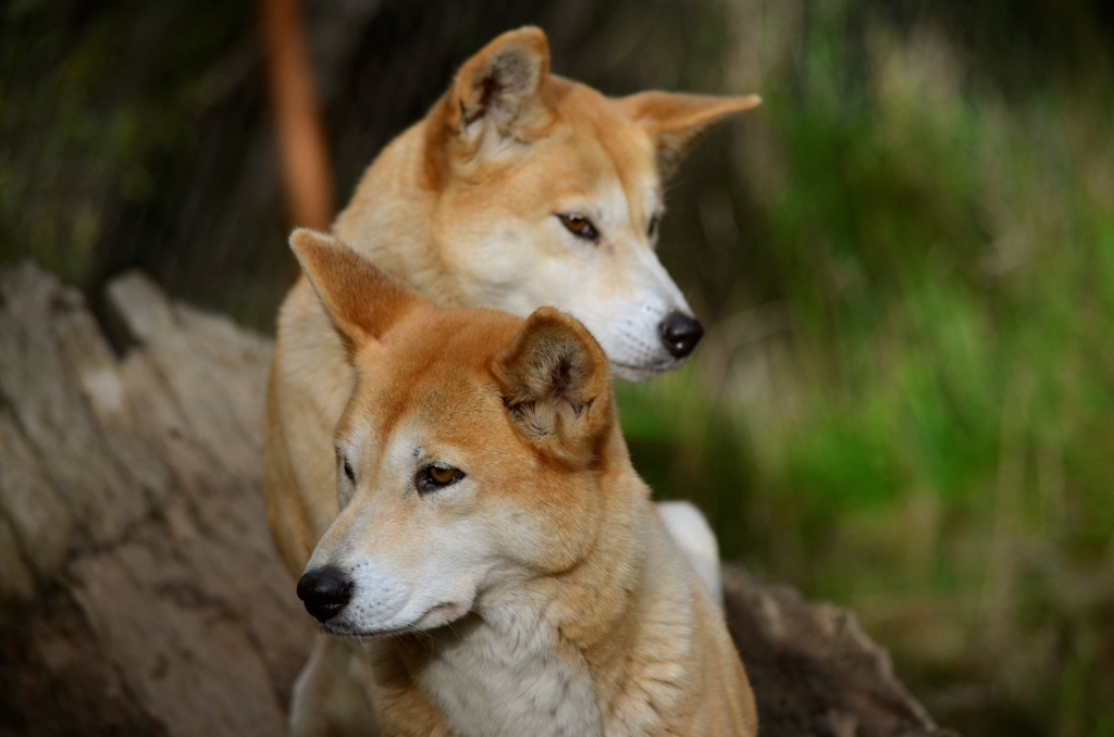 Dingo: você conhece o cão selvagem da Austrália?