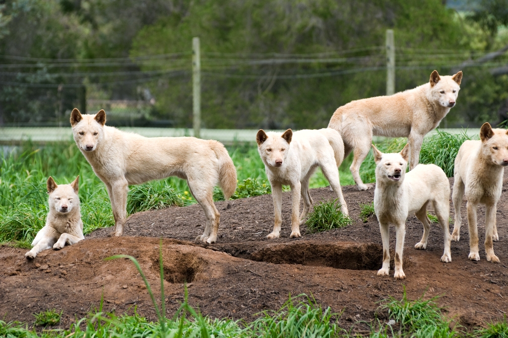 Dingo: você conhece o cão selvagem da Austrália?