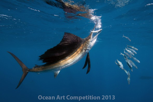 Ocean Art Contest Winners