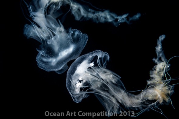 Ocean Art Contest Winners