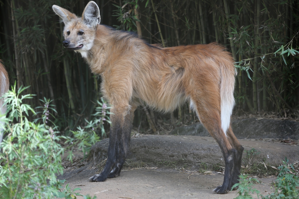 Lobo-guará, o 'semeador de árvores' ameaçado na natureza e