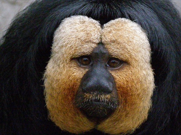 Por que alguém pagaria US$ 1 milhão numa imagem de um macaco (feio)?