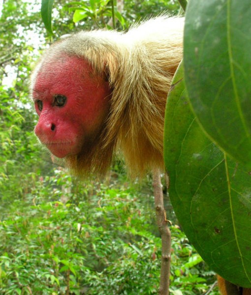 os macacos mais feios do mundo