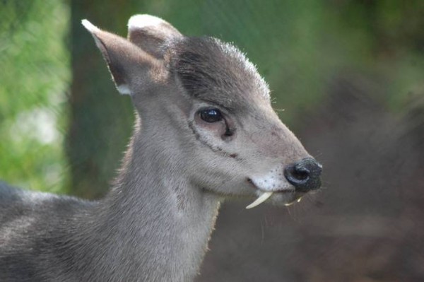 10 dos animais mais feios do mundo (e em perigo)