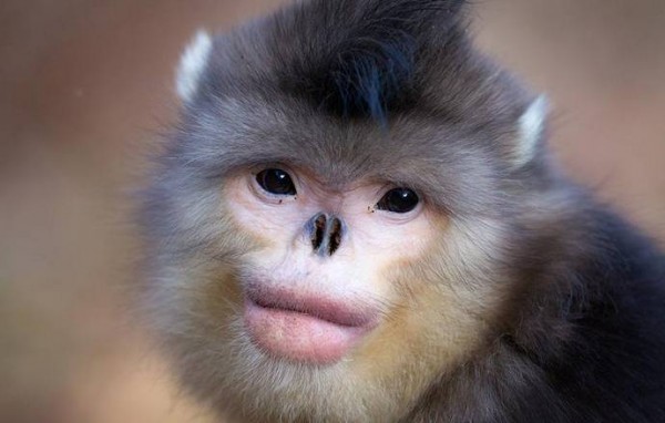 Por que alguém pagaria US$ 1 milhão numa imagem de um macaco (feio)?