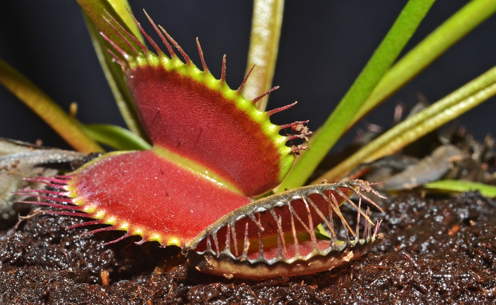 Plantas Carnívoras - Plantas Carnívoras