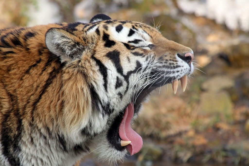 Apareceu um TIGRE em minha sala! Essa é a NOVIDADE da pesquisa do