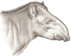 Tapirus Kabomani