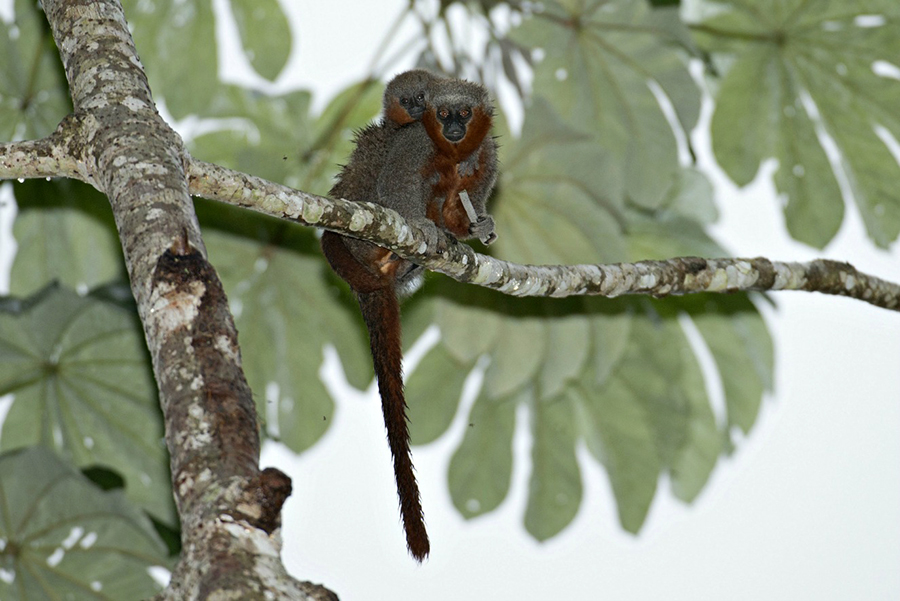 Descrita nova espécie de macaco que só existe na Amazônia
