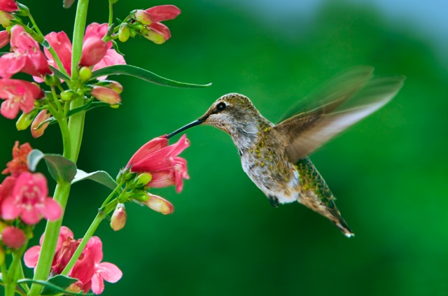 Comportamento do beija-flor sofre com mudanças climáticas - Pensamento Verde