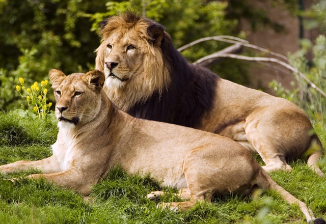 Estudo alerta para a extinção dos leões - Pensamento Verde