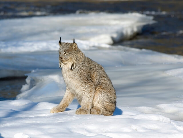 Curiosidades sobre o gato Caracal. #gatos #gateiras