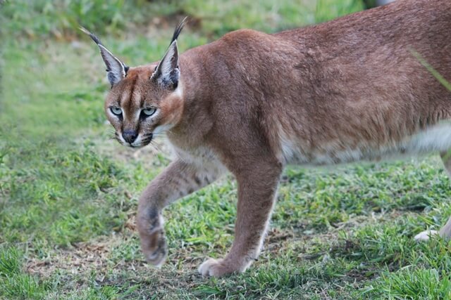 Curiosidades sobre o gato Caracal. #gatos #gateiras