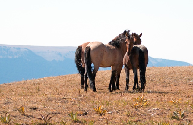 Quadro Cavalos Selvagens