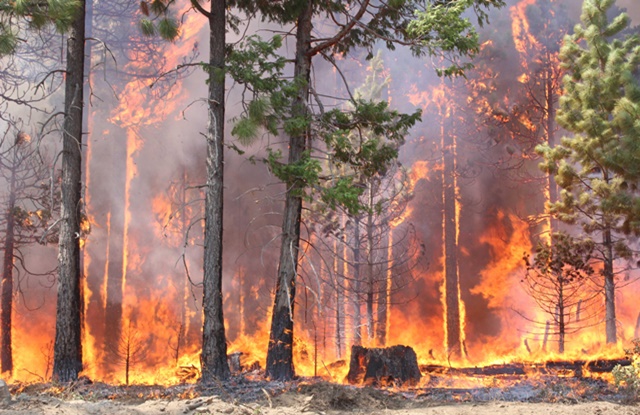 foto de floresta pegando fogo