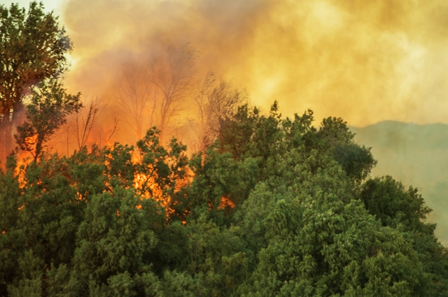 foto de floresta pegando fogo