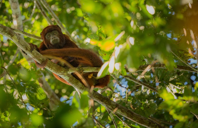 foto de macaco em cima da árvore