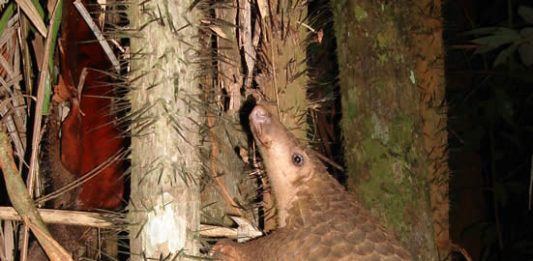 Pangolin_borneo-2