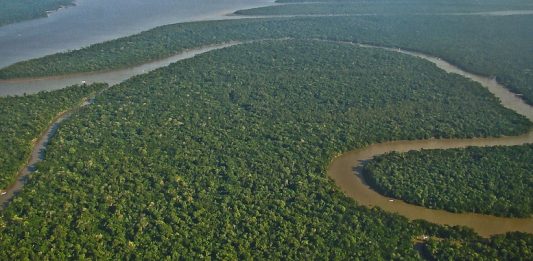 floresta-amazonica1-1