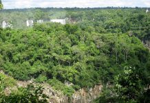 Saiba qual a importância ecológica das algas marinhas