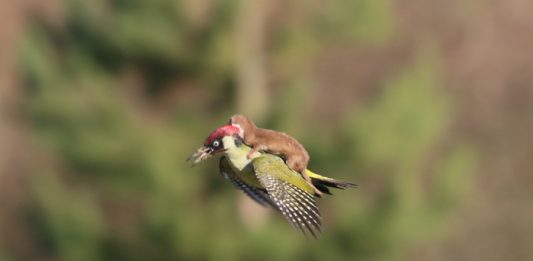 o-WOODPECKER-WEASEL-900-2