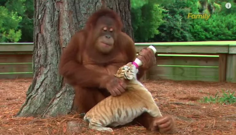 V Deo Mostra Orangotango Amamentando E Brincando Com Filhotes De Tigre Pensamento Verde