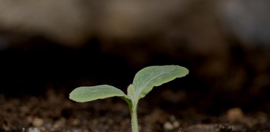 planta-brotando-2