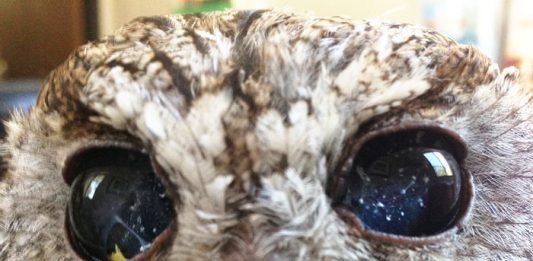 rescued-blind-owl-zeus-5-2